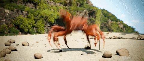 crab rave