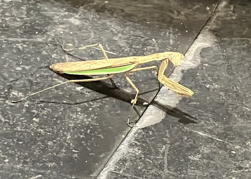 praying mantis